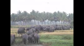 Large herd of elephants march through village in south India