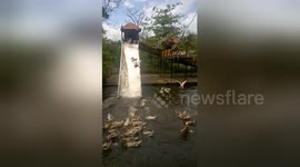 Visitors pay $2 to watch man force ducks down water slide in Vietnam