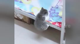Little kitten with short legs can't quite make it into bed