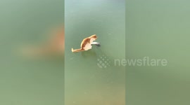 Cat tries desperately to catch fish stuck in frozen pond