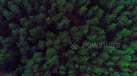 Aerial fly over a beautiful green forest