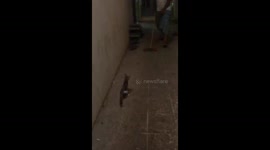 Cats playing with jump