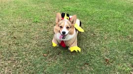 Adorable corgi dressed as turkey goes for morning walk on Thanksgiving