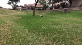 Adorable corgi dressed as turkey goes for morning walk on Thanksgiving