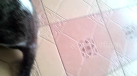 Cat play dead when shot