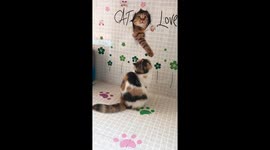 Cat attracted by 3D cat wall paper