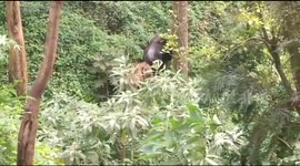 Elephant separated from herd strikes unlikely friendship with Indian bison
