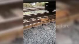 Street dog cheats death crawling under the wheels of a speeding train