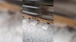 Street dog cheats death crawling under the wheels of a speeding train