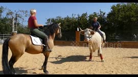 Meet the bull who thinks he's a horse