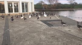 Feeding time for ducks, swans and geese