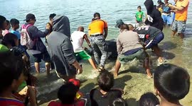 Half-tonne endangered turtle is helped back into the sea after being freed from fishing net