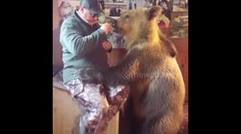Meet Stepan, the Russian bear that loves to share treats with his owner