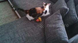 Cat playing with rubber duck