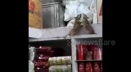 Boxing rats duke it out in Indian kitchen