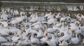 Snowgeese at Garry Point Park Pond
