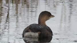 Pied billed grebe in the marsh
