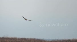 Northern harrier hunting the marshlands