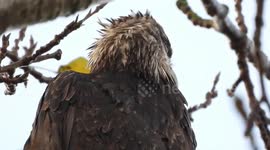Wet Young Bald Eagle in Richmond