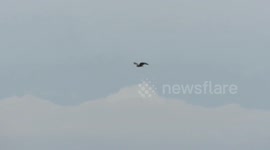 Hawk hovering above the marsh