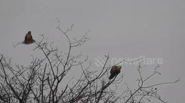 Northern harrier and rough legged hawk