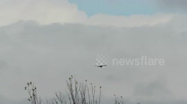 Red Tailed Hawk in Flight