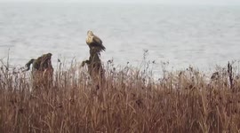 Beautiful rough legged hawk