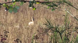 Short eared owl sitting in the sun