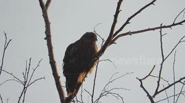 Red tailed hawk at sunrise