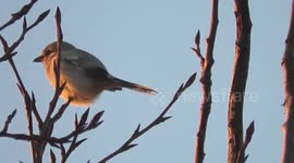 Northern shrike singing at sunrise