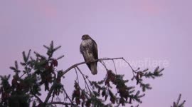 Pink sky at dawn with a red tailed hawk