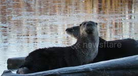 Otters at dawn