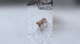 Newsflare Edit - @TheEllenShow Our sweet puppy Sunshine loves playing in the snow and catching snowballs!! #SnowDay2018 https://t.co/JSZGayYWPC