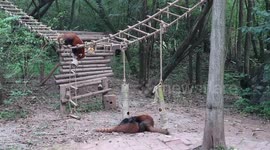 Red Panda family playing