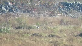 The “grey ghost” - male northern harrier