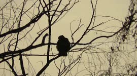 Silhouette of a red tailed hawk at dawn