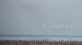 Murmurations in Vancouver - mesmerizing