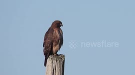 Red tailed hawk on perch