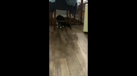 It's a cat thing. Cat playing with a toy mouse. O'long Johnson at it again, too funny!