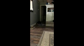 O'long Johnson vs toy mouse. Cats are weird. So funny. Crazy kitty.