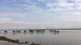 Wildebeest crossing lake Amboseli