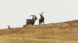 Majestic Alpine Ibex