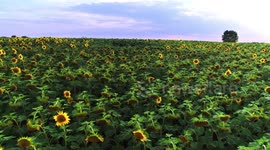 Fly over beautiful sunflower field in Ukraine