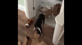 Dog frozen in shame after being caught eating boxes