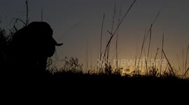 Beautiful Footage Of Elephant At Sunset!