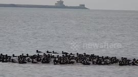 Surf Scoters and Snowgeese