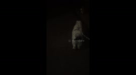 Dog gets owned