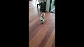 Frenchie box head