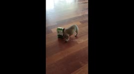 Frenchie box head