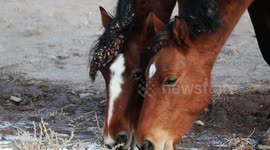 Wild horses share a drink